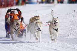 Lenk 2013